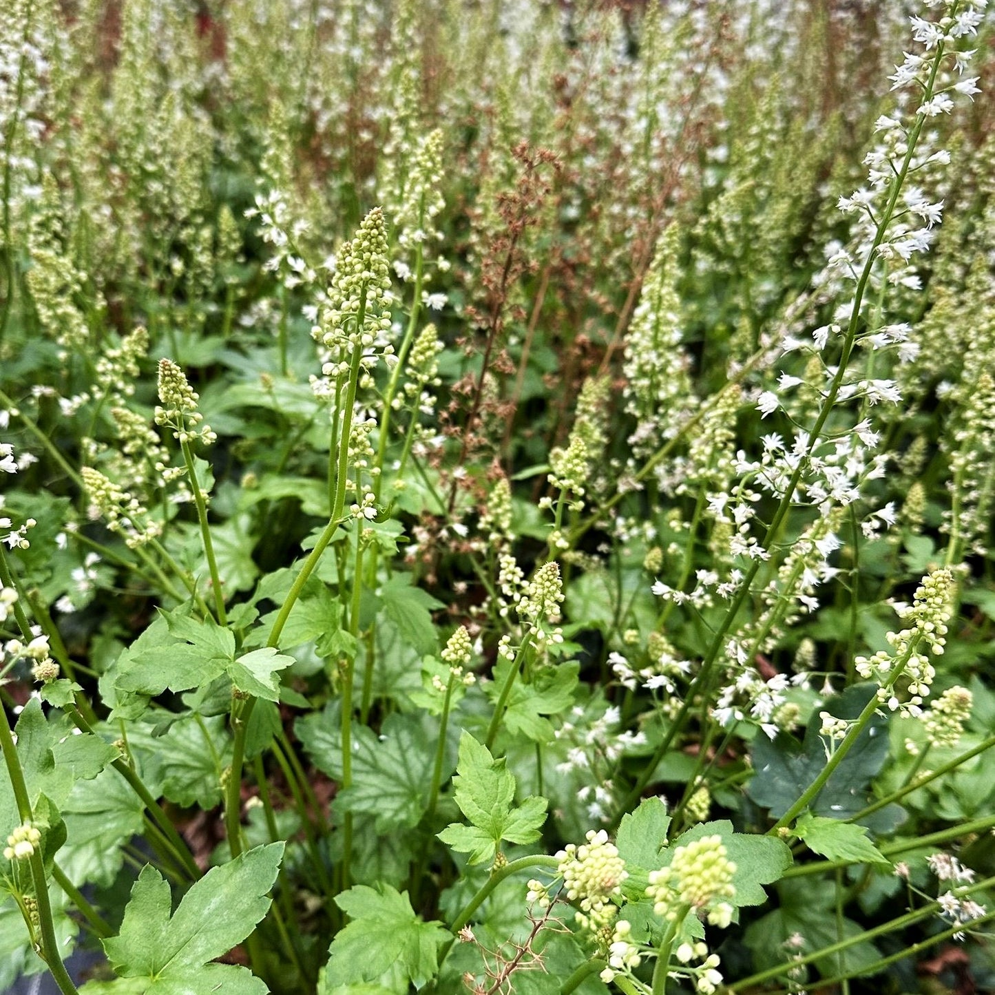 Heucherella 'Diamond Revolution' (Heucherella tiarell.)