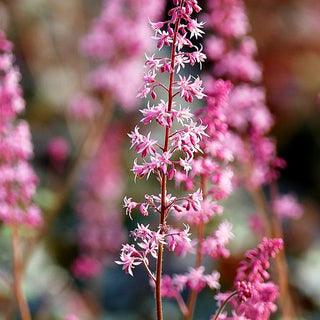 Heucherella 'Pink Revolution' (Heucherella tiarell.)