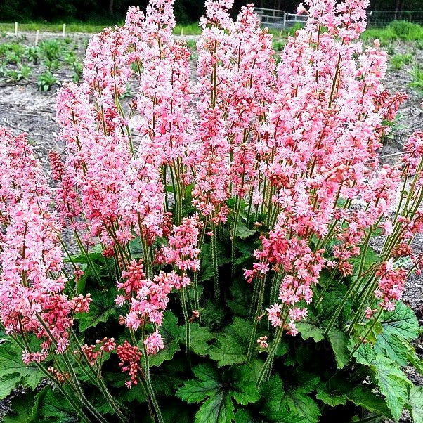Heucherella 'Pink Revolution' (Heucherella tiarell.)