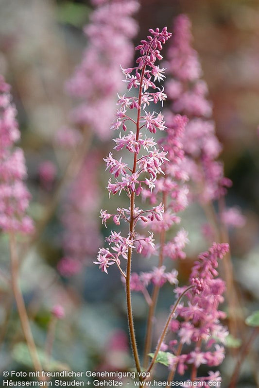 Heucherella 'Pink Revolution' (Heucherella(x) tiarell.)