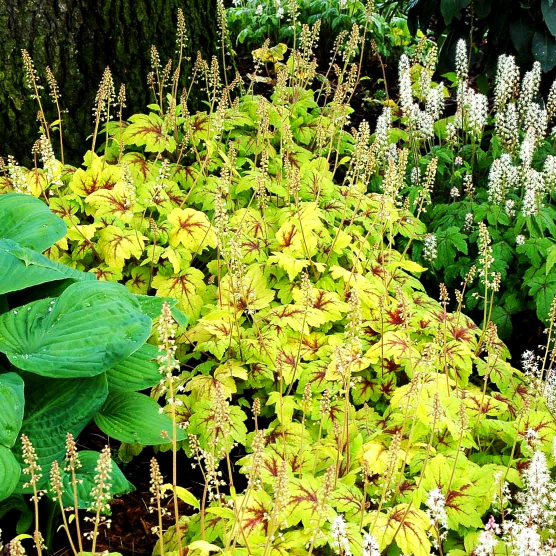 Heucherella 'Stoplight' (Heucherella tiarell.)