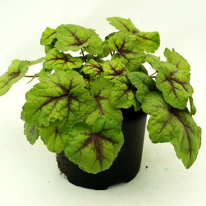 Heucherella 'Stoplight' (Heucherella tiarell.)