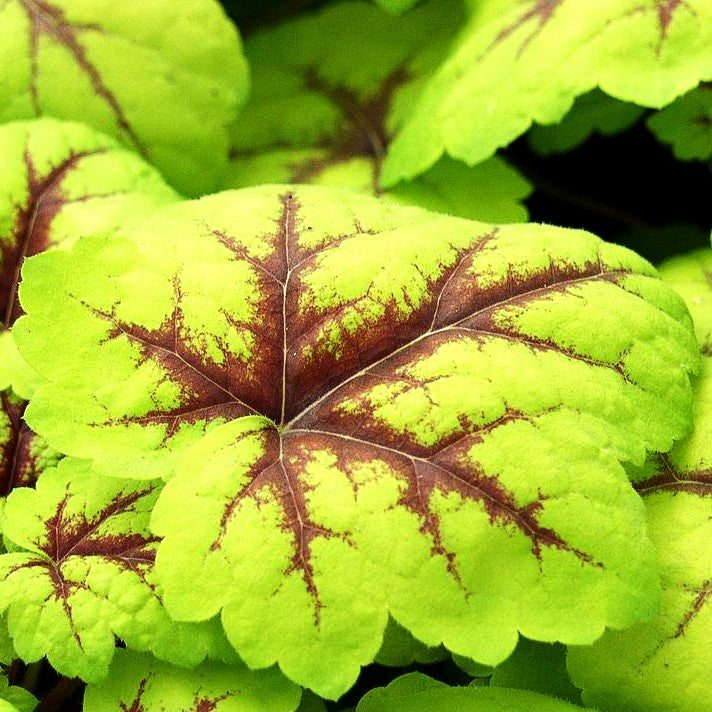 Heucherella 'Stoplight' (Heucherella tiarell.)