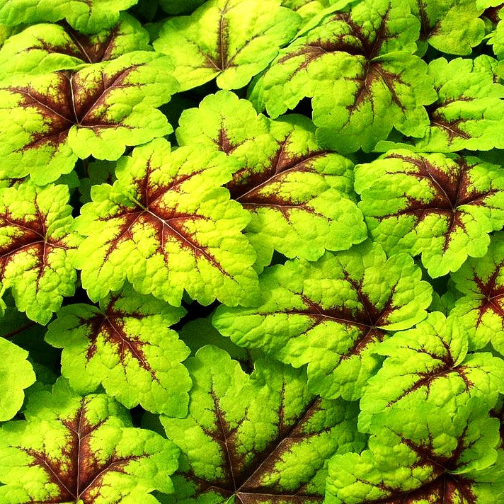 Heucherella 'Stoplight' (Heucherella tiarell.)