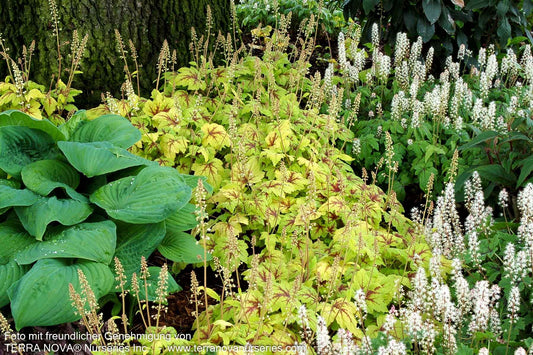 Heucherella 'Stoplight' (Heucherella(x) tiarell.)