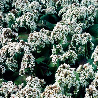 Himalaya-Bergenie 'Brahms' (Bergenia stracheyi)