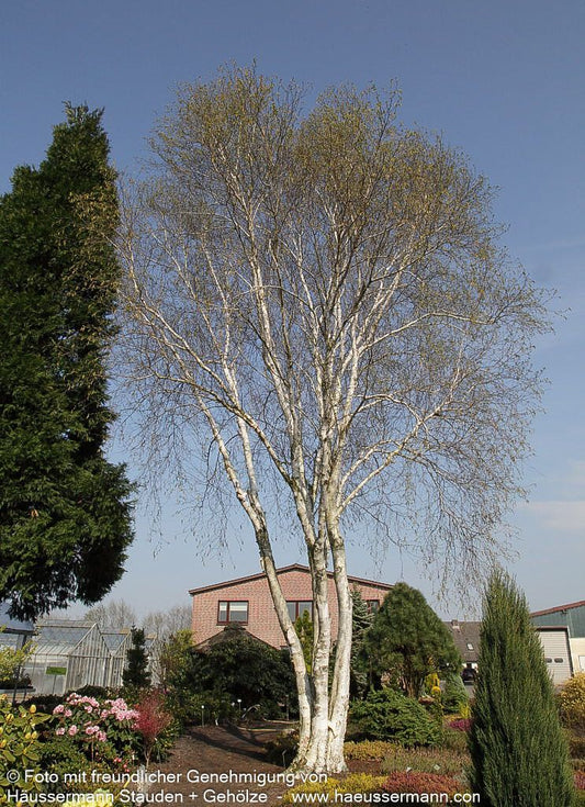 Himalaya-Birke (Betula utilis var.jacquemontii)