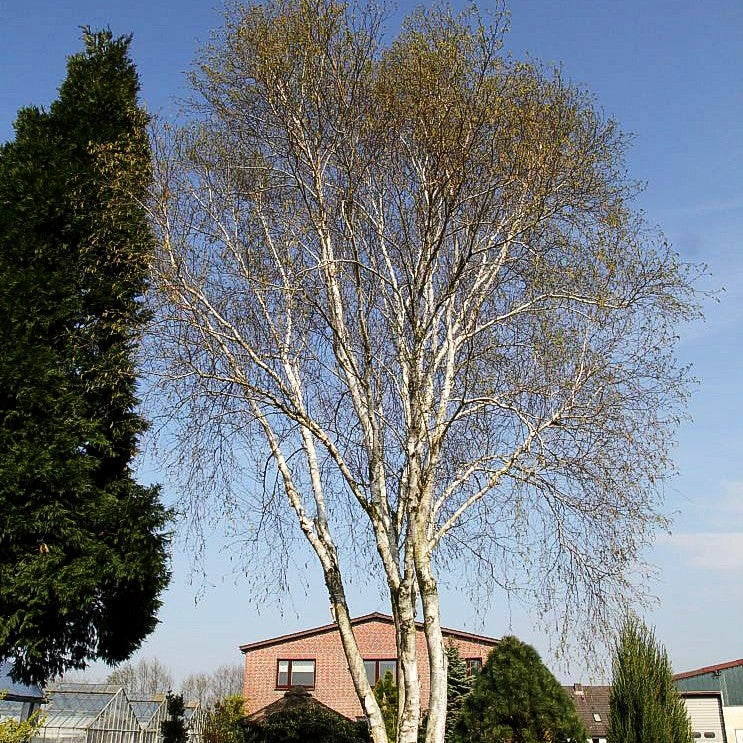 Himalaya-Birke (Betula utilis var.jacquemontii)