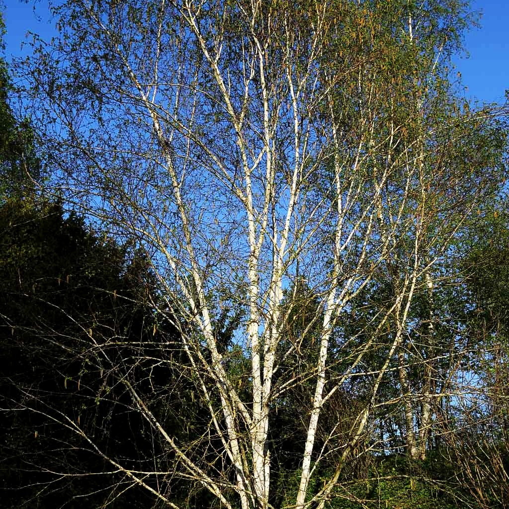 Himalaya-Birke (Betula utilis var.jacquemontii)