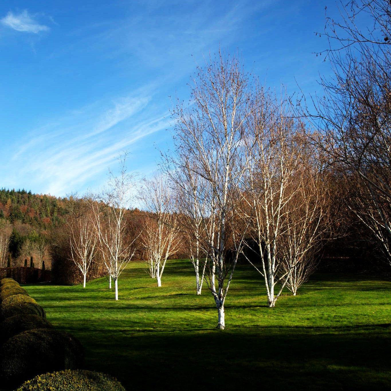 Himalaya-Birke (Betula utilis var.jacquemontii)