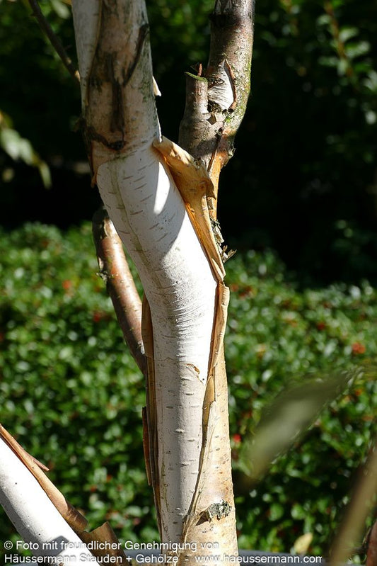 Himalaya-Birke 'Doorenbos' (Betula utilis var. jacquem.)