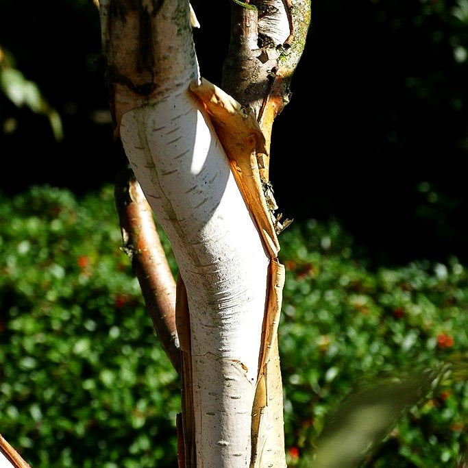 Himalaya-Birke 'Doorenbos' (Betula utilis var. jacquem.)