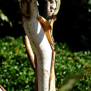 Himalaya-Birke 'Doorenbos' (Betula utilis var. jacquem.)