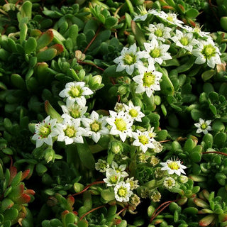 Himalaya-Dickröschen (Sempervivella sedoides)