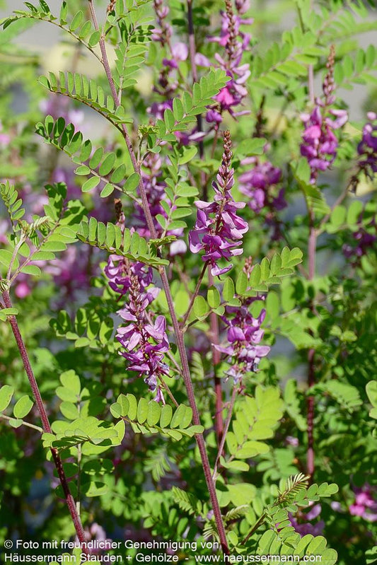 Himalaya-Indigostrauch (Indigofera heterantha)