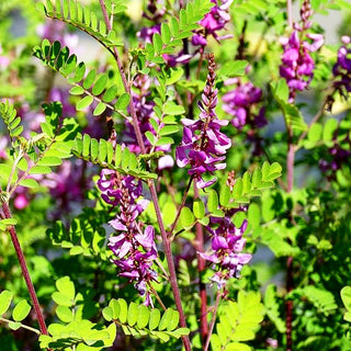 Himalaya-Indigostrauch (Indigofera heterantha)