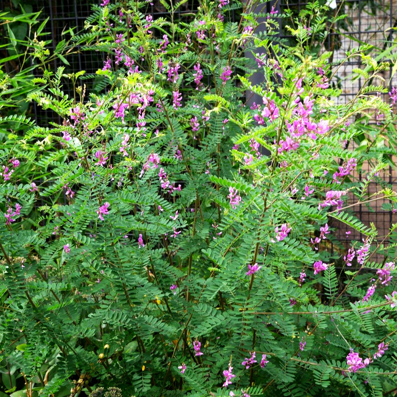 Himalaya-Indigostrauch (Indigofera heterantha)