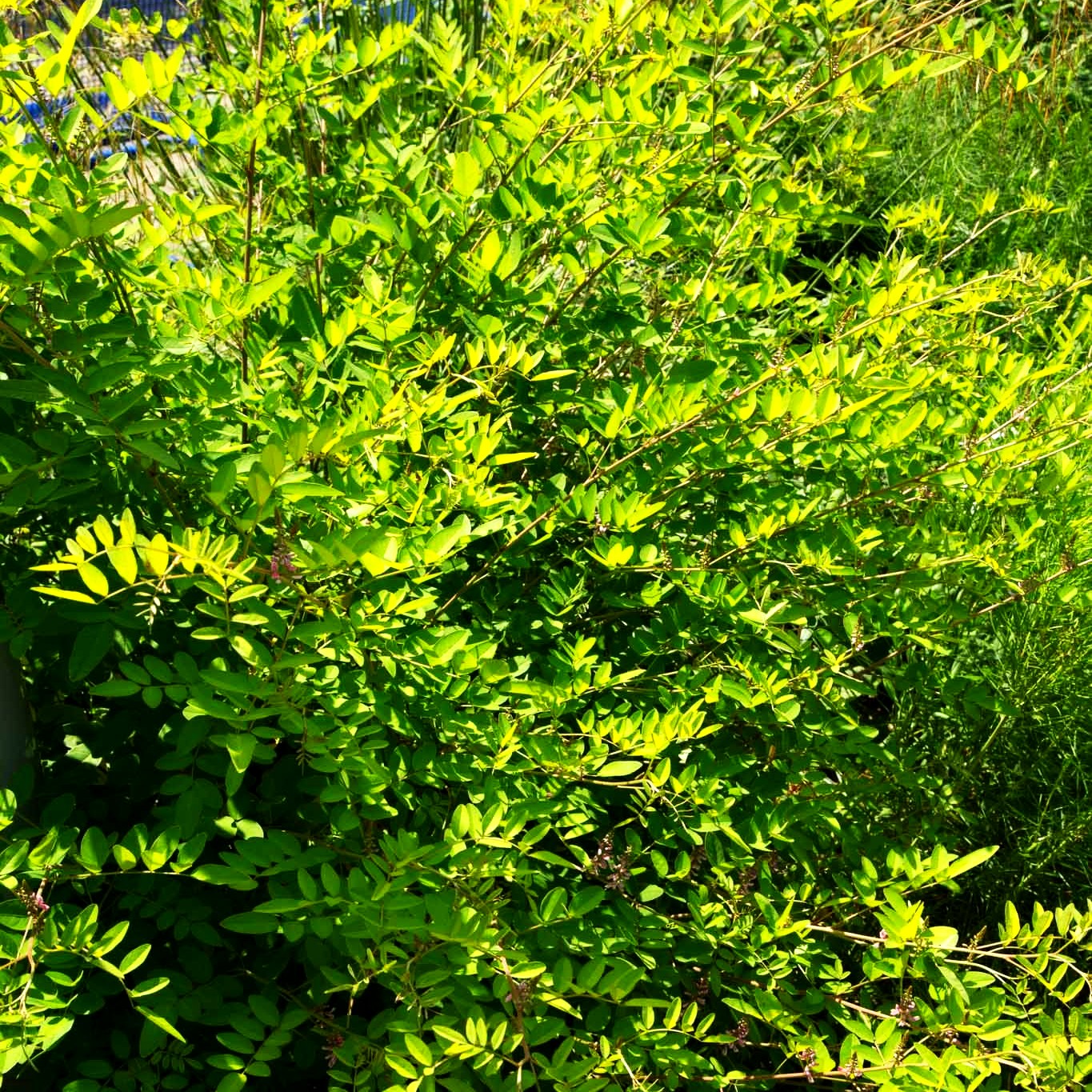 Himalaya-Indigostrauch (Indigofera heterantha)