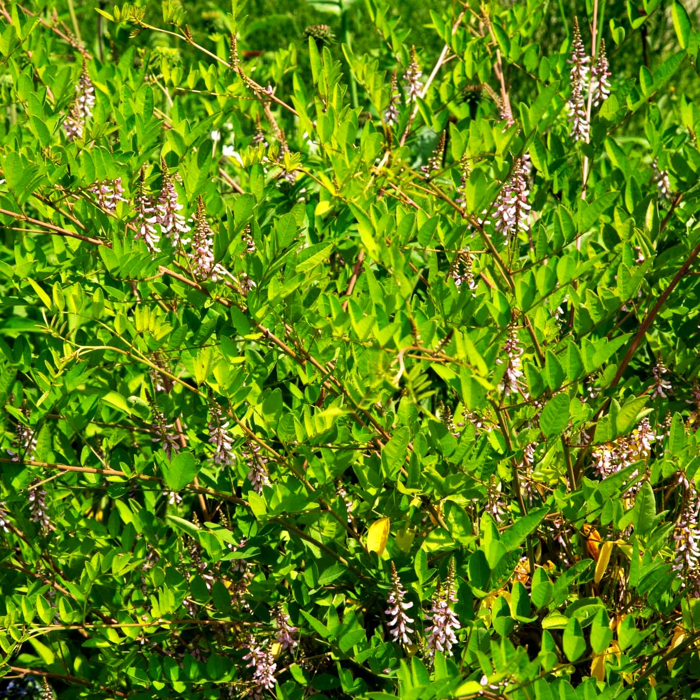Himalaya-Indigostrauch (Indigofera heterantha)