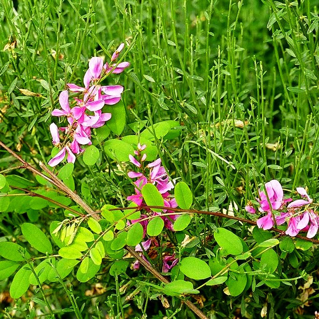 Himalaya-Indigostrauch 'Silk Road' (Indigofera himalayensis)