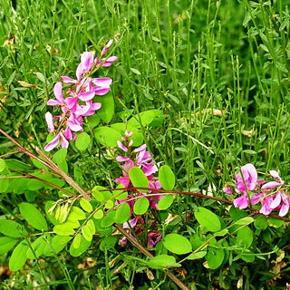 Himalaya-Indigostrauch 'Silk Road' (Indigofera himalayensis)