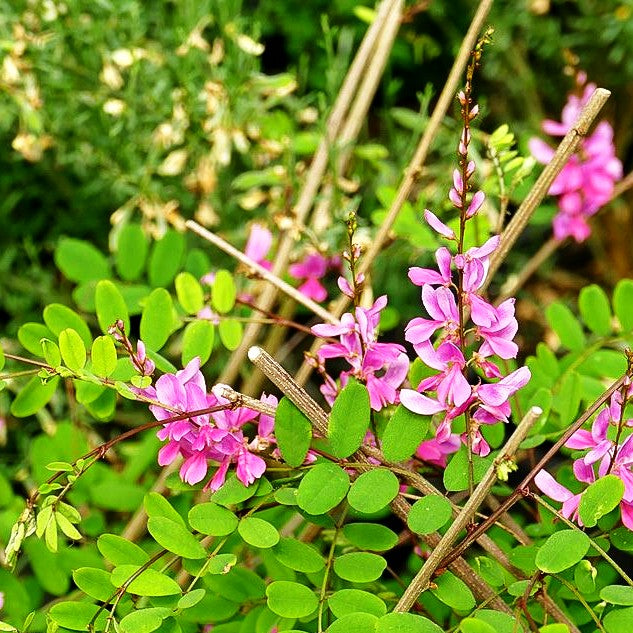 Himalaya-Indigostrauch 'Silk Road' (Indigofera himalayensis)