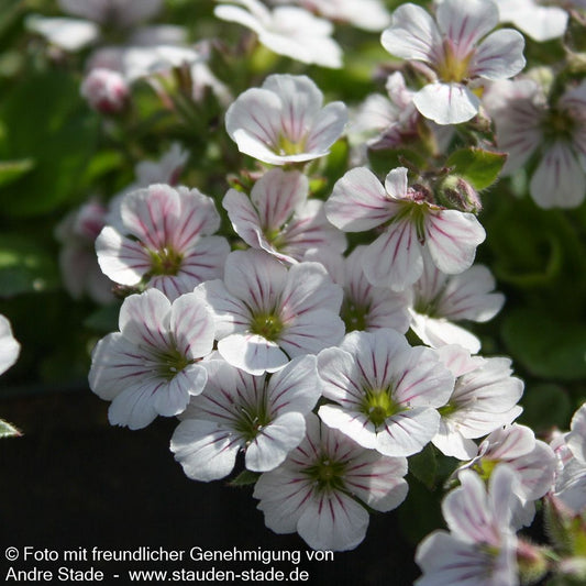 Himalaya-Schleierkraut (Gypsophila cerastioides)