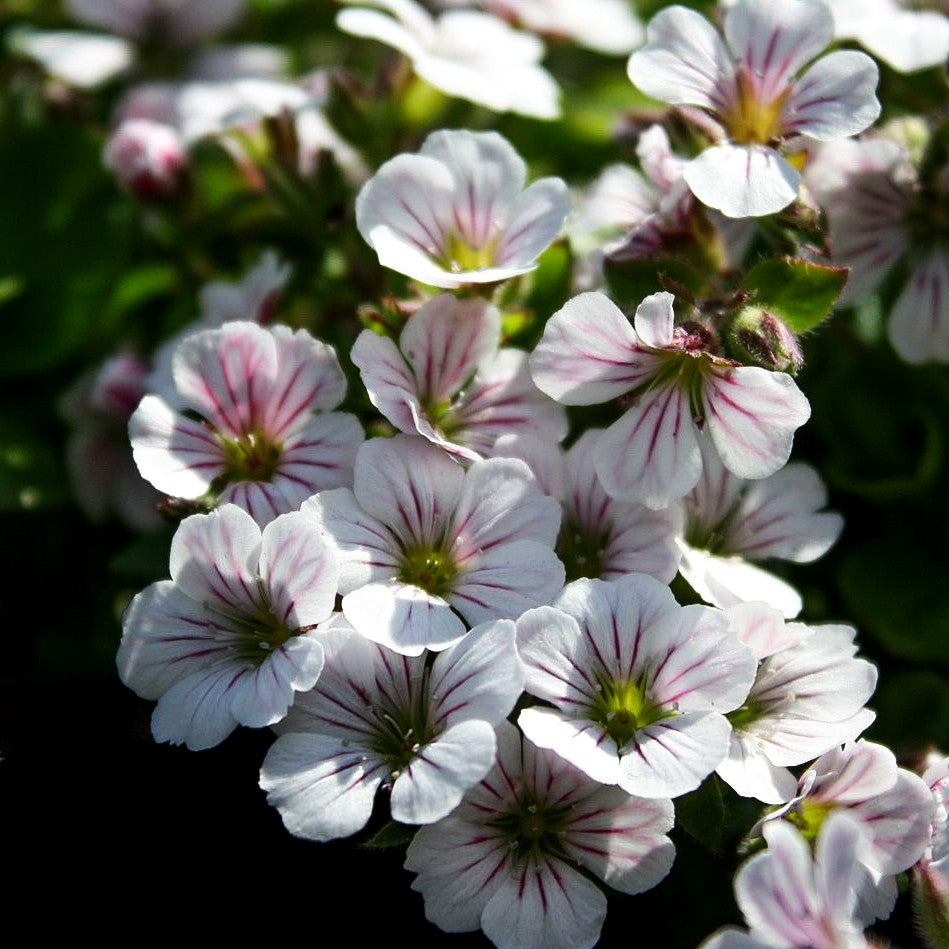 Himalaya-Schleierkraut (Gypsophila cerastioides)