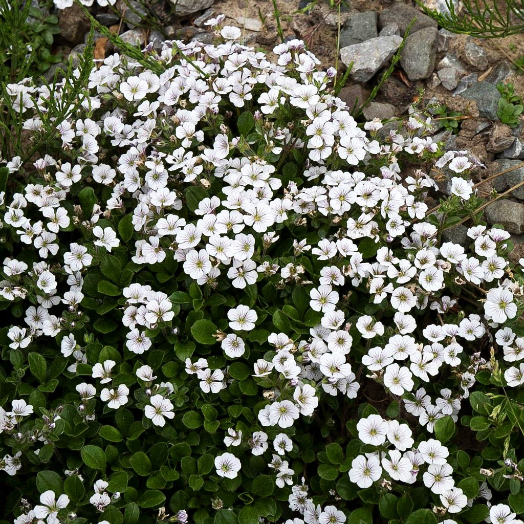 Himalaya-Schleierkraut (Gypsophila cerastioides)