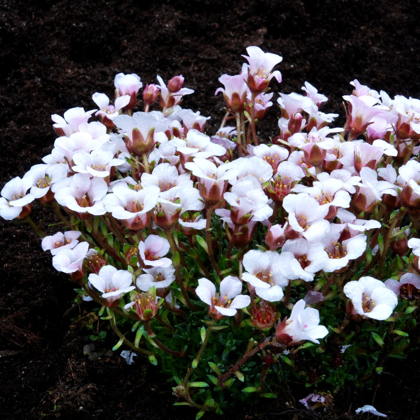 Himalaya-Steinbrech (Saxifraga lilacina)