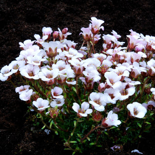 Himalaya-Steinbrech (Saxifraga lilacina)
