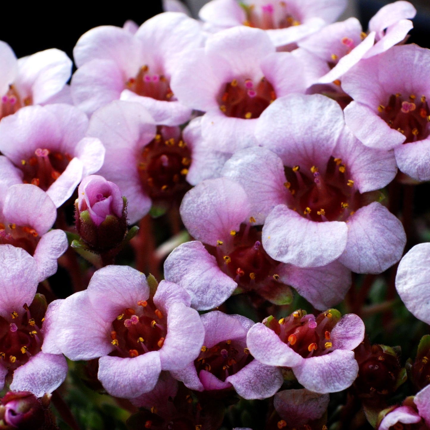 Himalaya-Steinbrech (Saxifraga lilacina)
