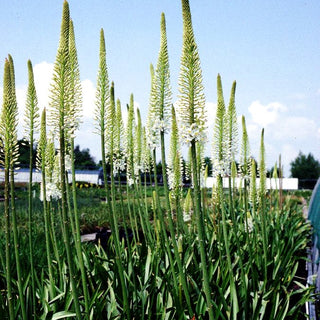 Himalaya-Steppenkerze weiß (Eremurus himalaicus)