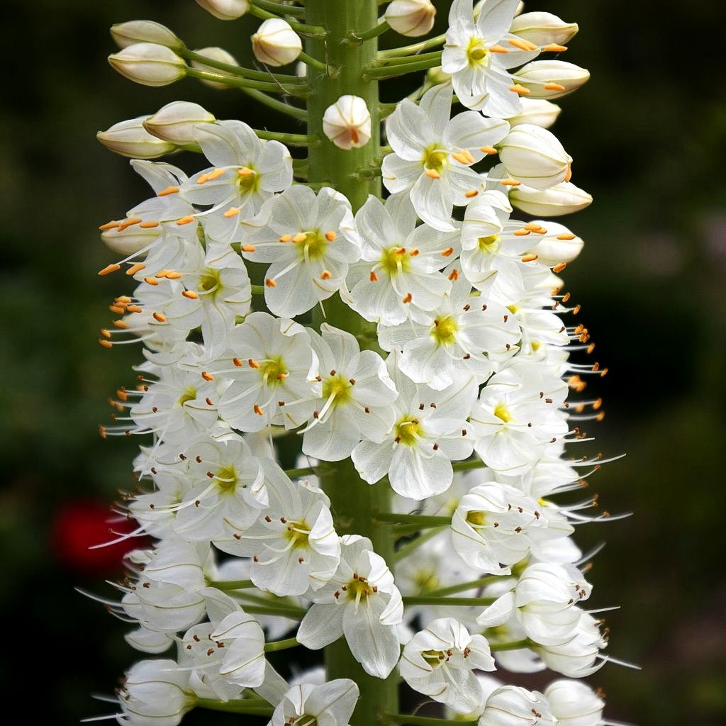 Himalaya-Steppenkerze weiß (Eremurus himalaicus)