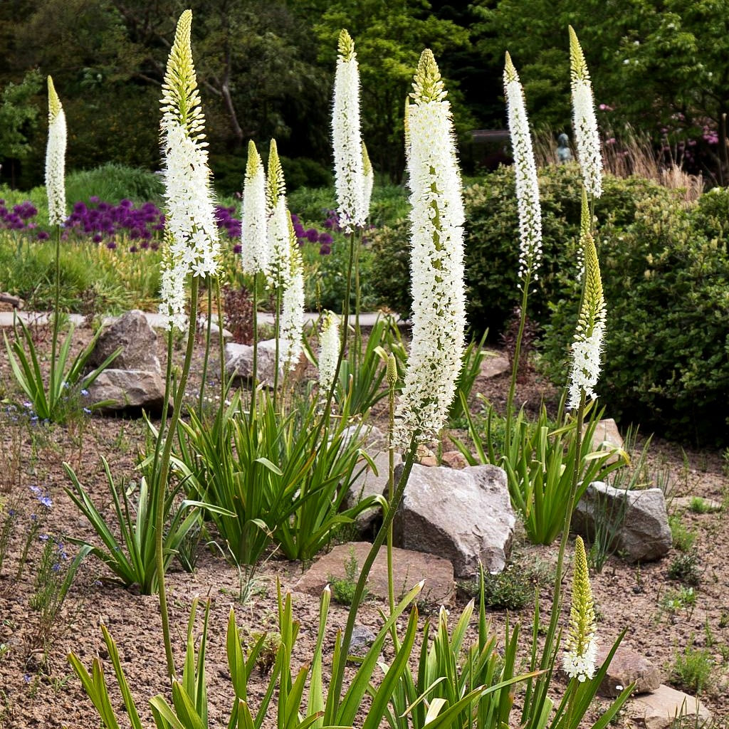 Himalaya-Steppenkerze weiß (Eremurus himalaicus)