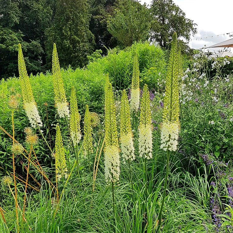 Himalaya-Steppenkerze weiß (Eremurus himalaicus)