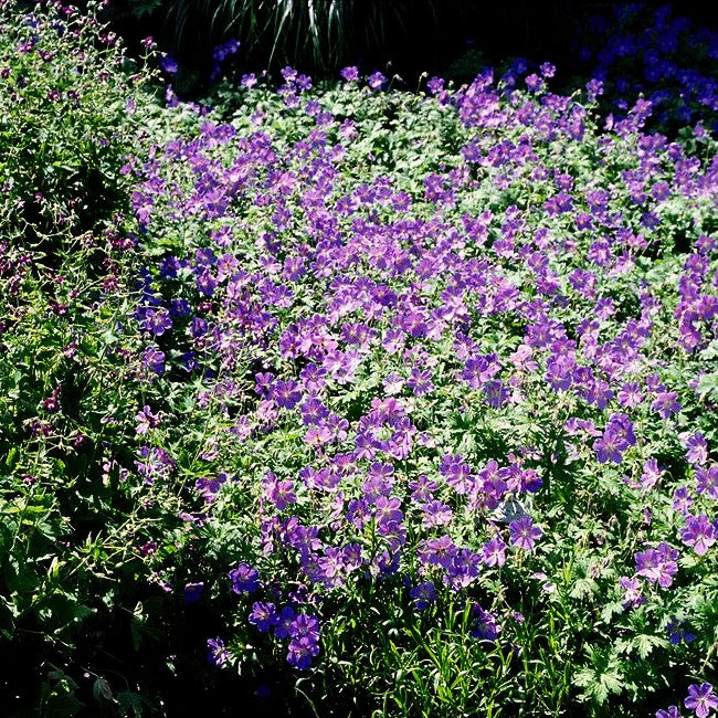 Himalaya-Storchschnabel (Geranium himalayense)