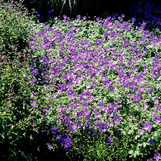 Himalaya-Storchschnabel (Geranium himalayense)