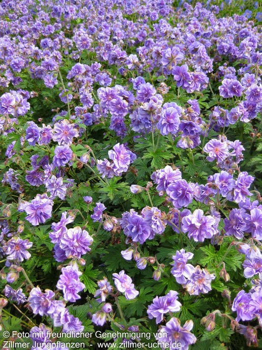 Himalaya-Storchschnabel 'Plenum' (Geranium himalayense)