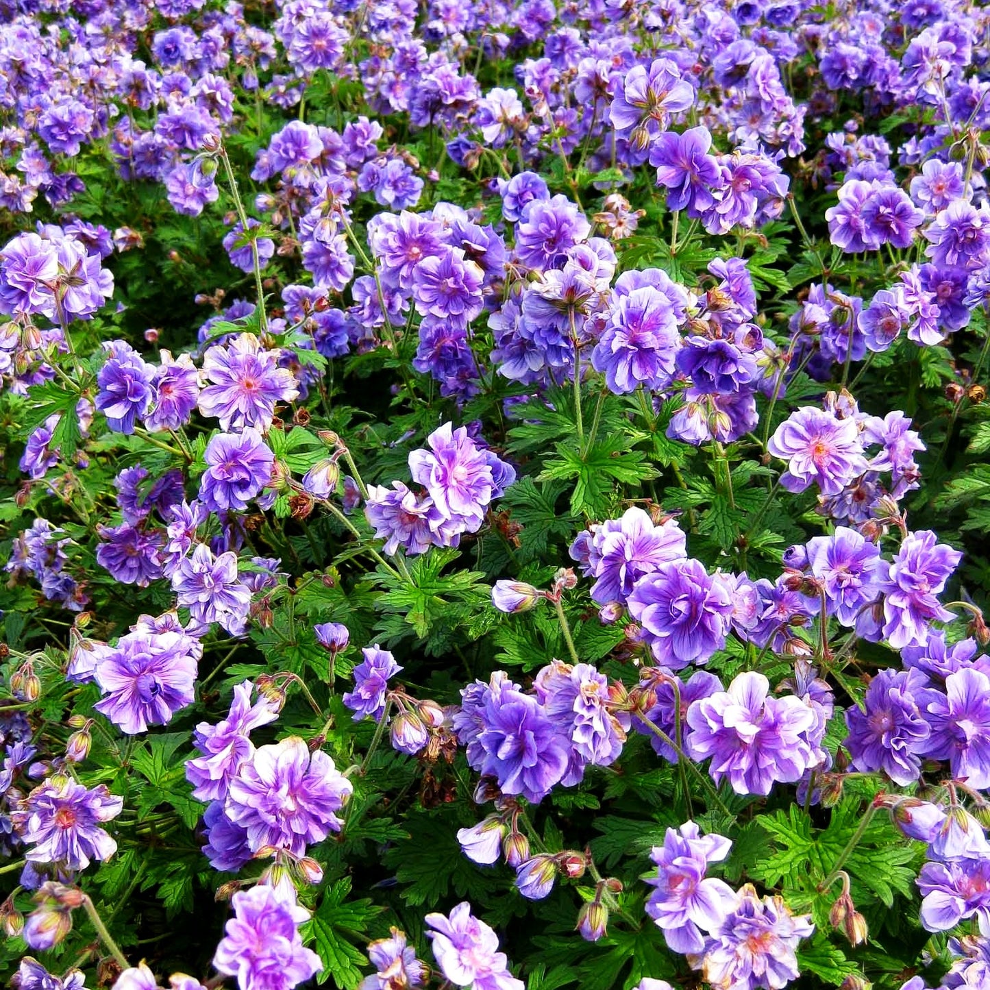 Himalaya-Storchschnabel 'Plenum' (Geranium himalayense)