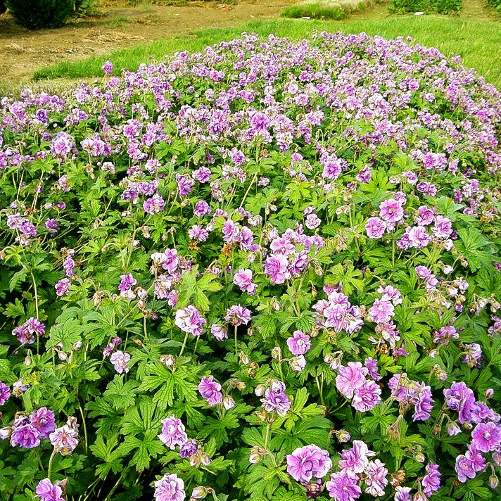 Himalaya-Storchschnabel 'Plenum' (Geranium himalayense)