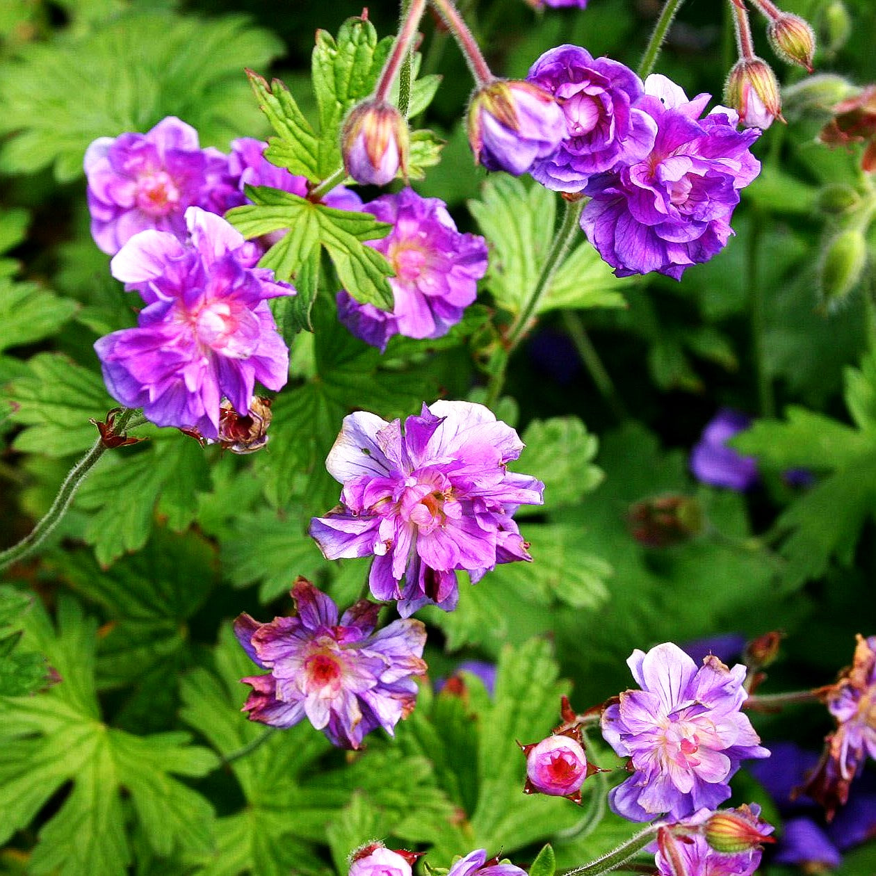 Himalaya-Storchschnabel 'Plenum' (Geranium himalayense)