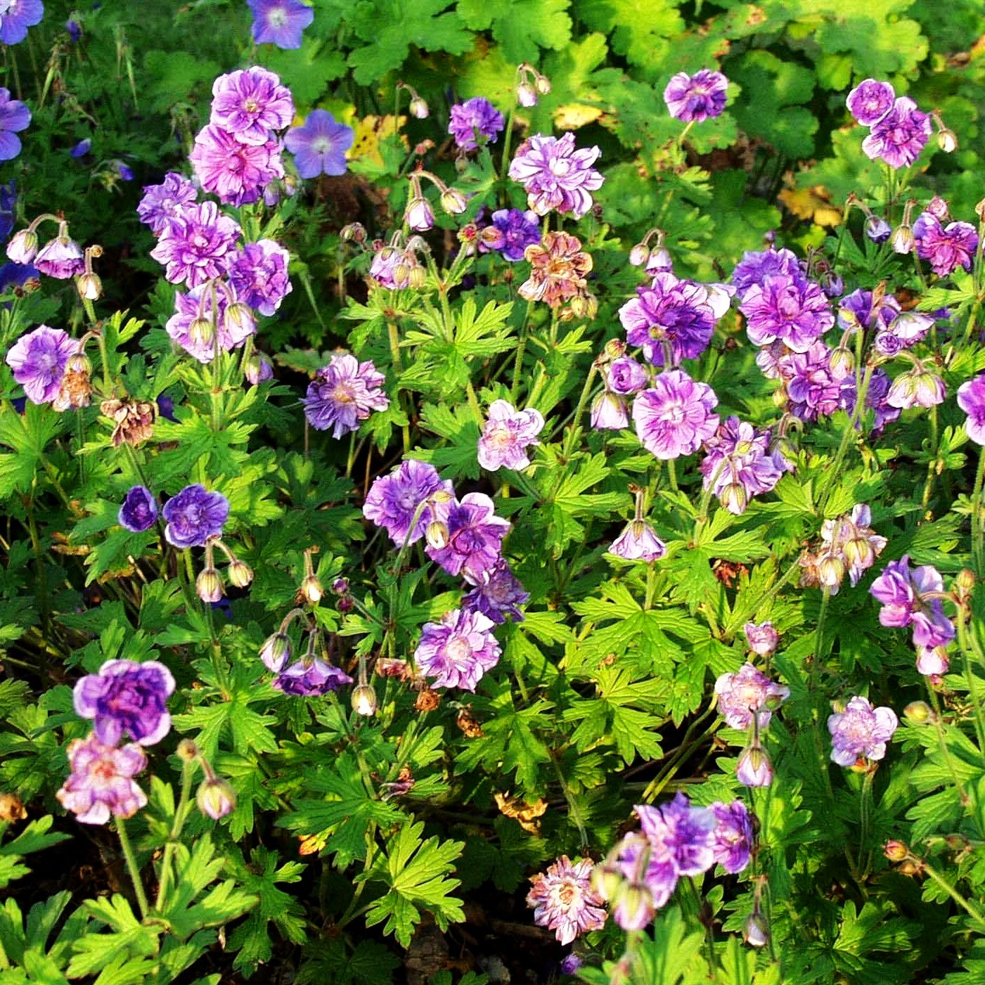 Himalaya-Storchschnabel 'Plenum' (Geranium himalayense)