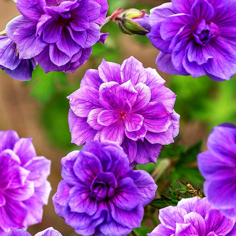 Himalaya-Storchschnabel 'Plenum' (Geranium himalayense)