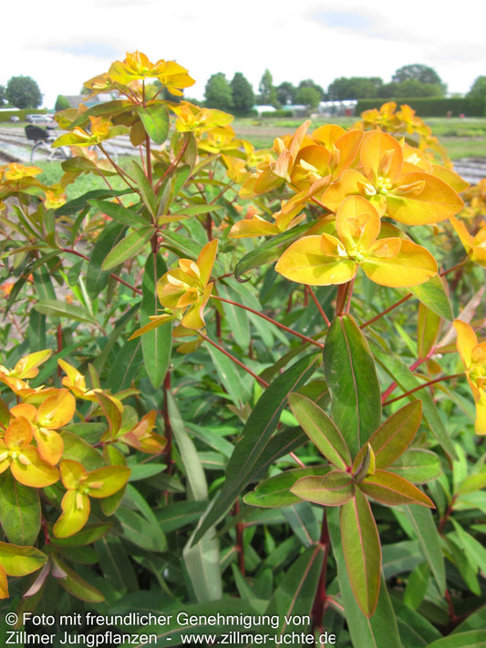 Himalaya-Wolfsmilch 'Beauty Orange' (Euphorbia griffithii)