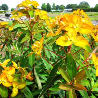 Himalaya-Wolfsmilch 'Beauty Orange' (Euphorbia griffithii)