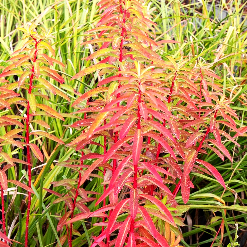 Himalaya-Wolfsmilch 'Beauty Orange' (Euphorbia griffithii)