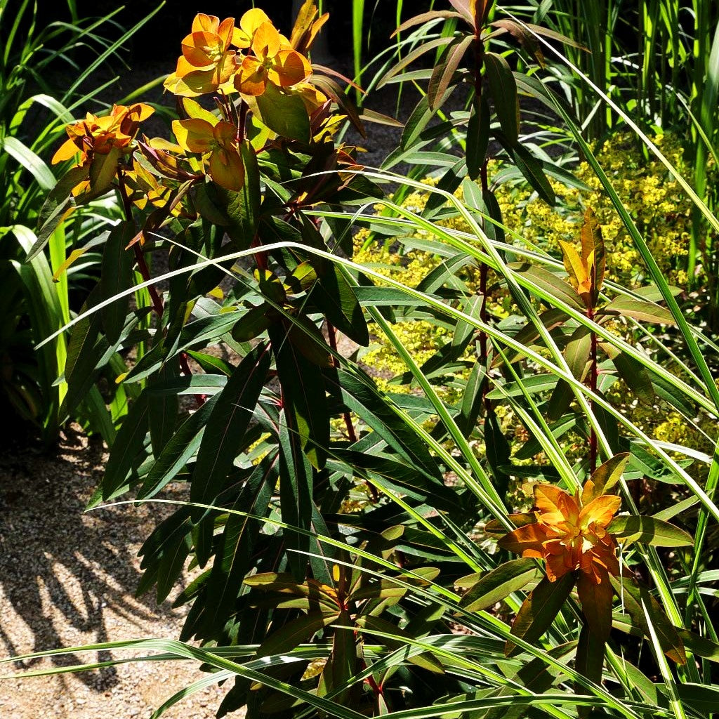 Himalaya-Wolfsmilch 'Beauty Orange' (Euphorbia griffithii)