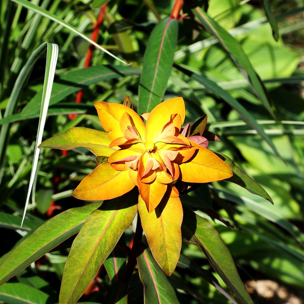 Himalaya-Wolfsmilch 'Beauty Orange' (Euphorbia griffithii)