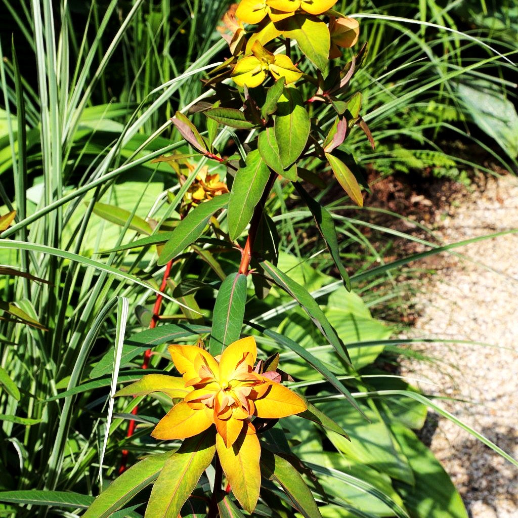 Himalaya-Wolfsmilch 'Beauty Orange' (Euphorbia griffithii)